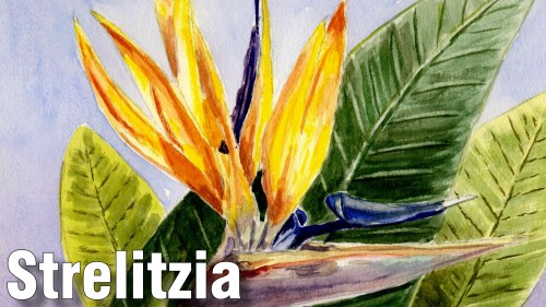 how to paint strelitzia watercolour