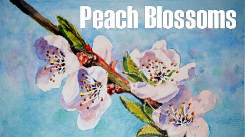 peach blossoms